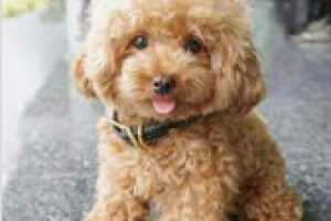 Mascotas Sin datos  caniche